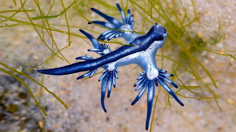 A blue sea dragon (Credit: Getty Images)