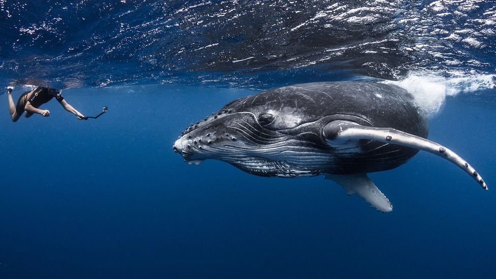 Person taking underwater photo of a whale (Credit: Tahiti Tourisme)