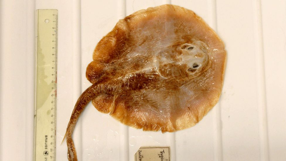 A Java stingaree specimen in the collection of the Museum für Naturkunde Berlin (Credit: Edda Aßel, Museum für Naturkunde Berlin)