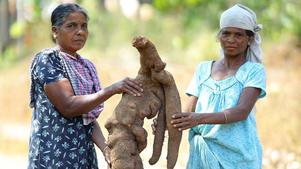 Two women from the Vetta Kuruman tribe stand next to one of the giant tubers (Credit: Sai Krishan, Thirunelly Tribal Special Intervention Programme)