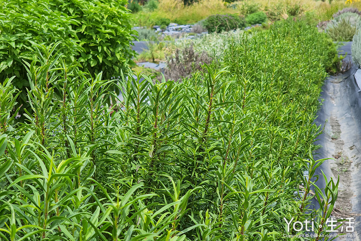 [花蓮農村好生活] 禾亮家香草創意坊 | 從香草田到餐桌的體驗