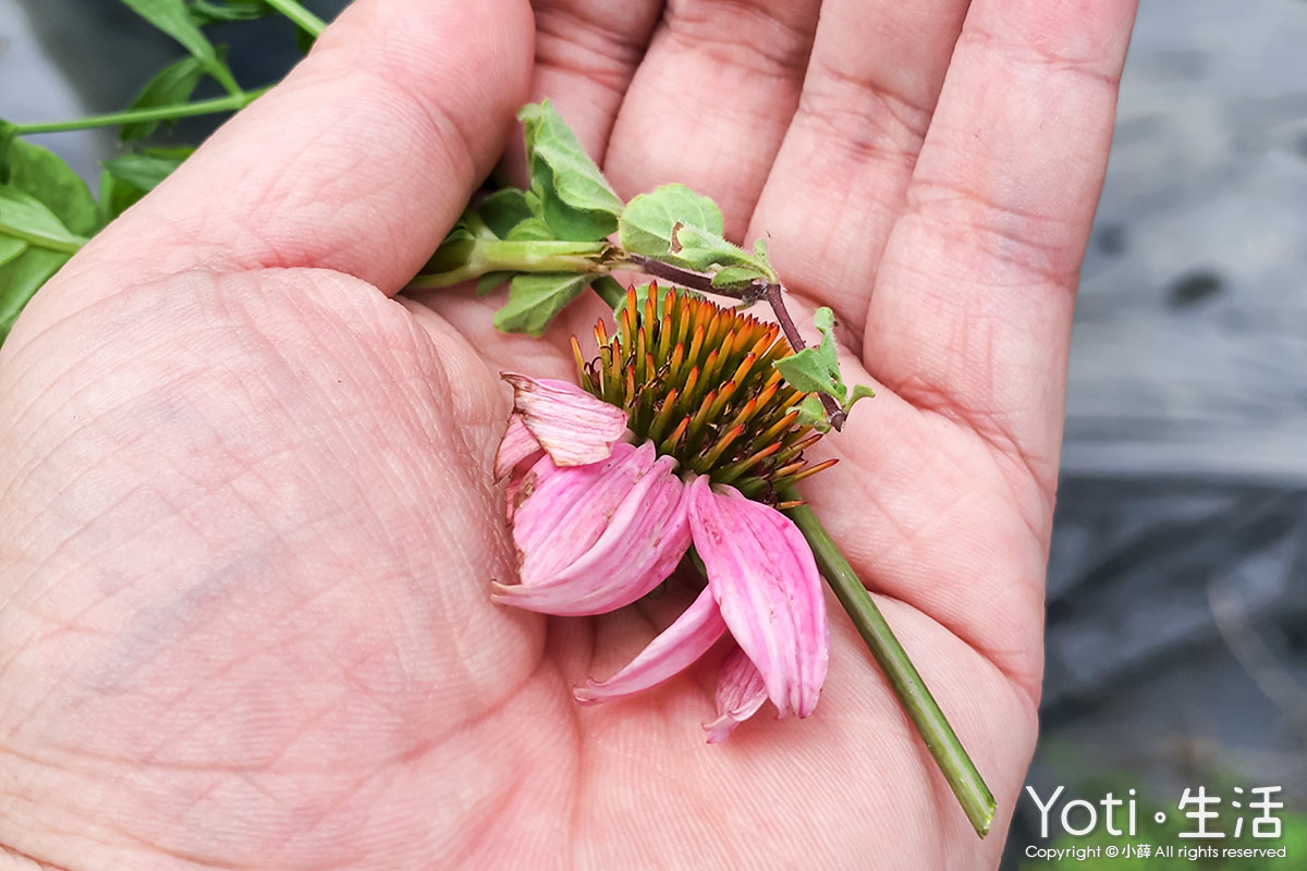 [花蓮農村好生活] 禾亮家香草創意坊 | 從香草田到餐桌的體驗