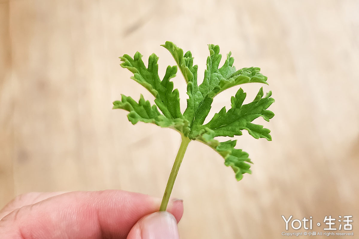 [花蓮農村好生活] 禾亮家香草創意坊 | 從香草田到餐桌的體驗