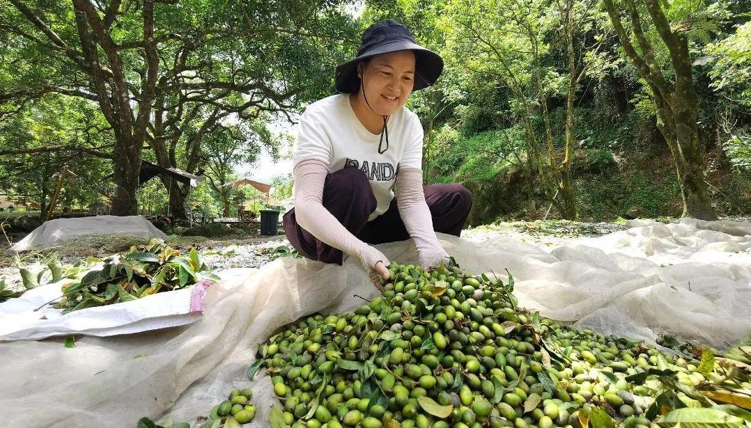 300多年种植历史！广州增城这个村的白榄迎来大丰收